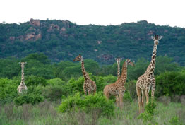 Giraffes - Tsavo West National Park Safari